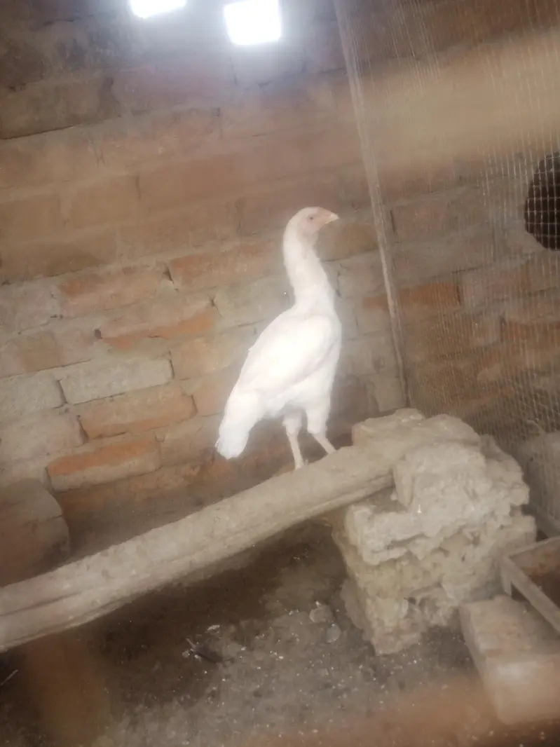 home breed birds for sale in resonabel prize — photo 7