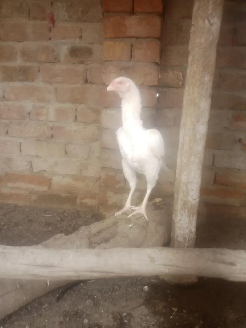 home breed birds for sale in resonabel prize — photo 8