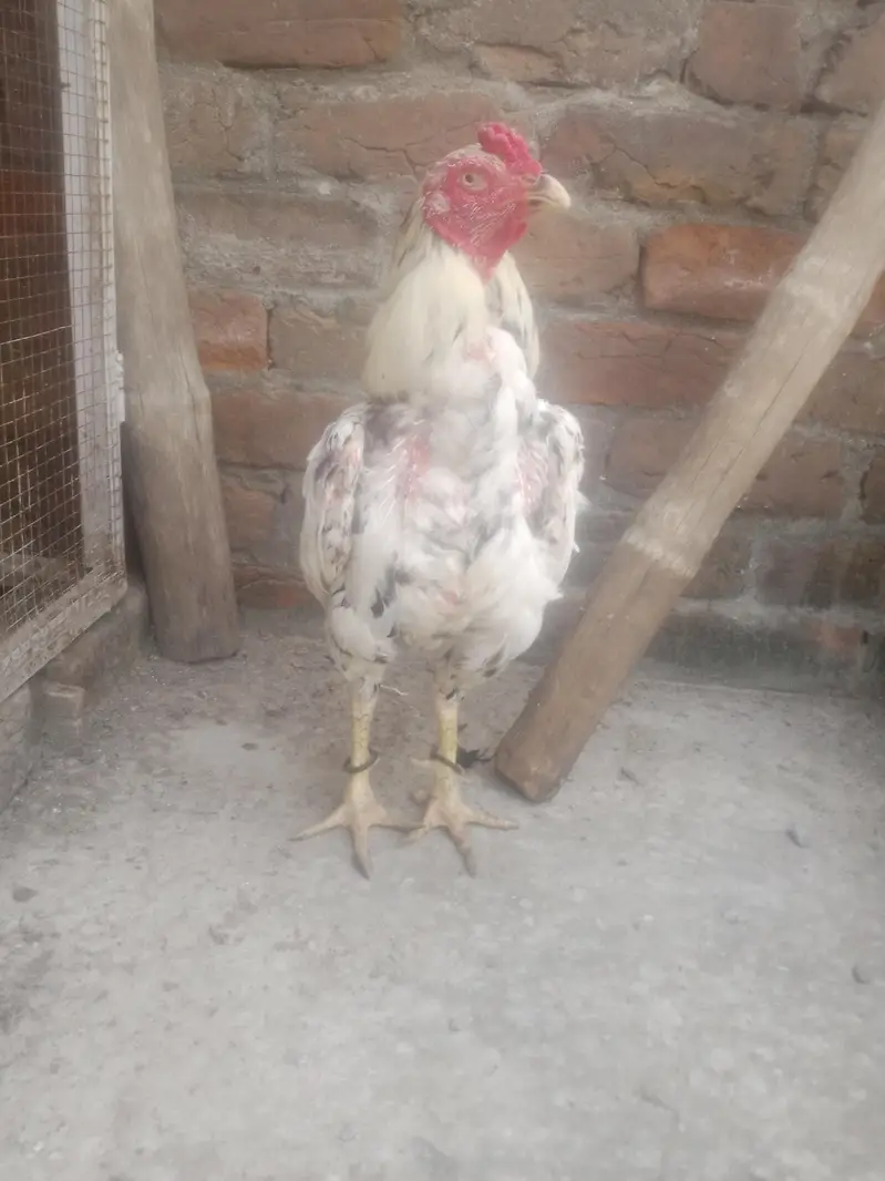 home breed birds for sale in resonabel prize — photo 10