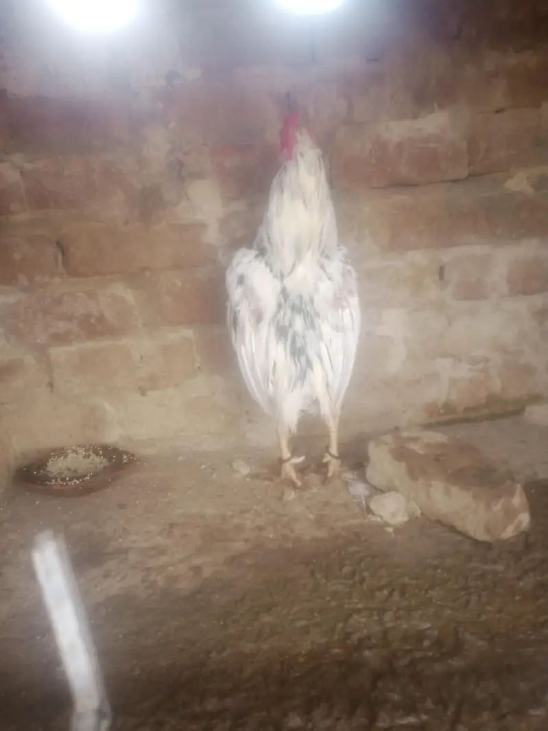 home breed birds for sale in resonabel prize — photo 12