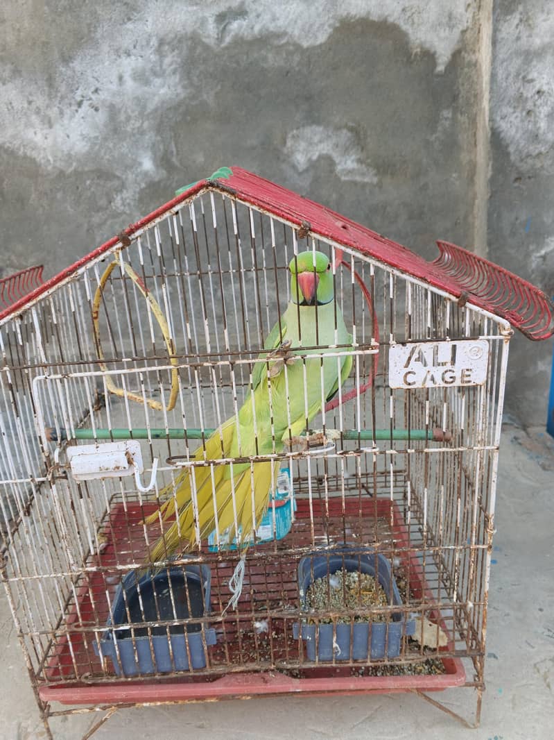 faislabad 2