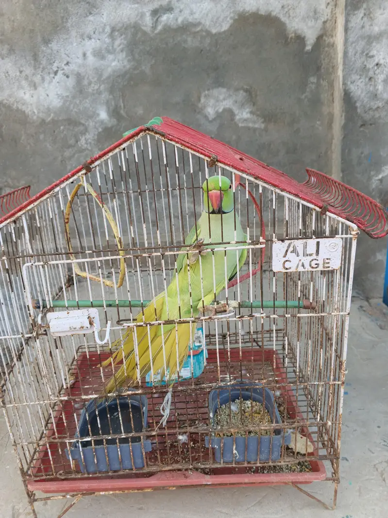 faislabad — photo 3