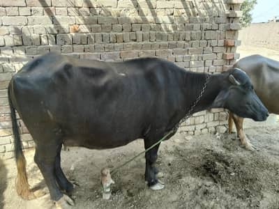 نیلی کی بھینس