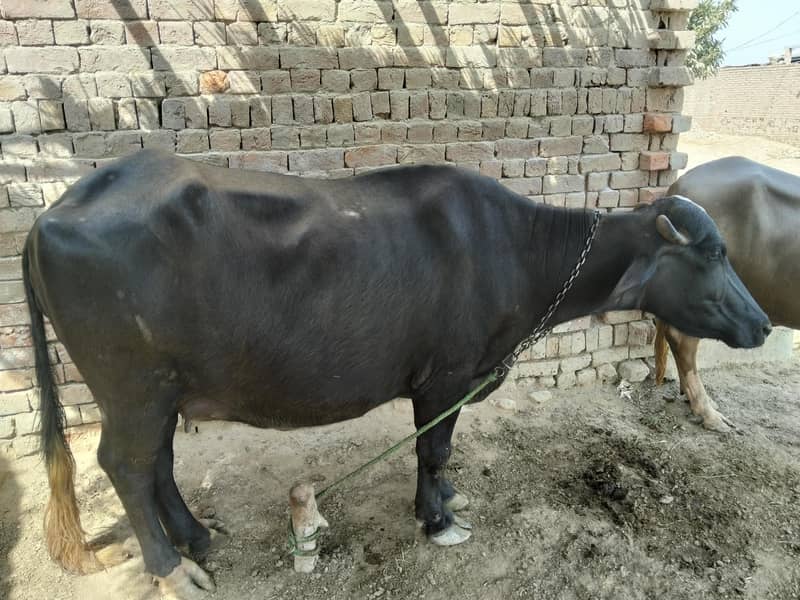 نیلی کی بھینس 0