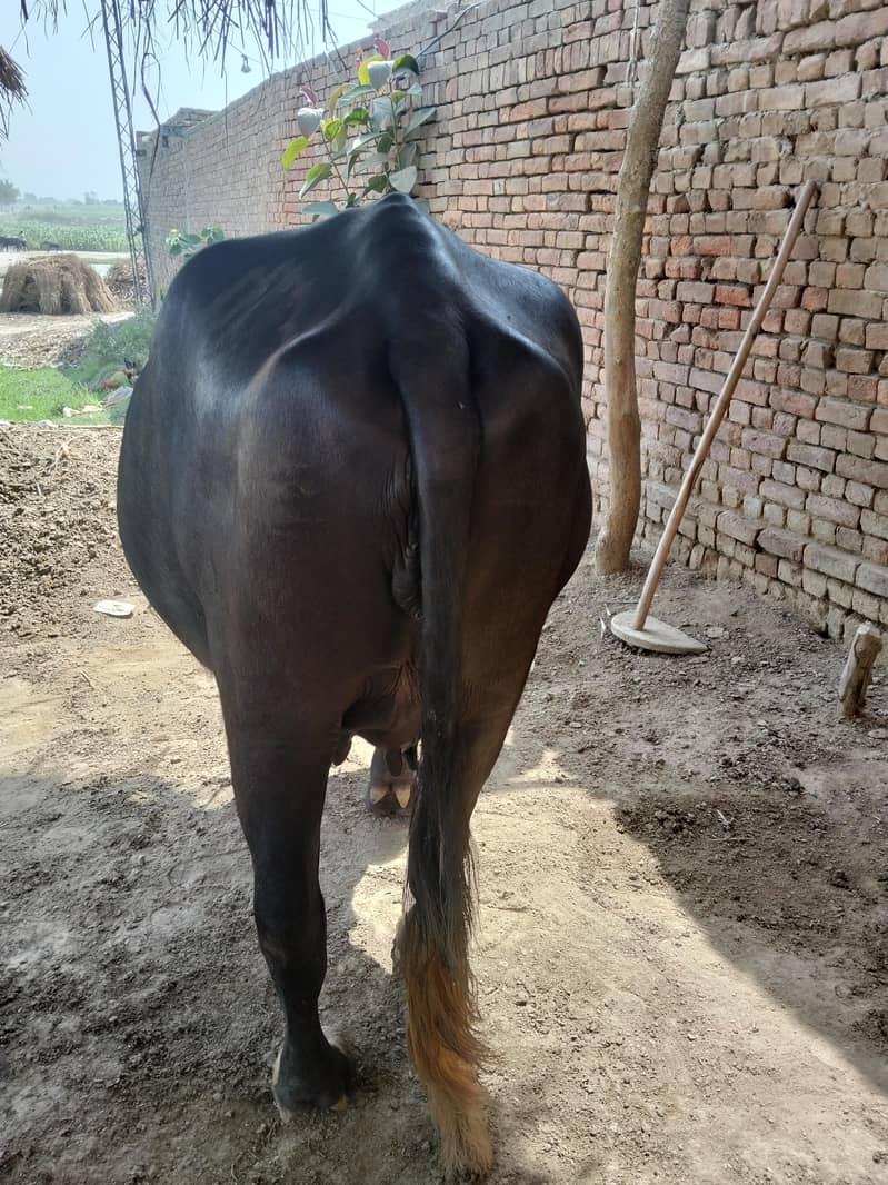 نیلی کی بھینس 1