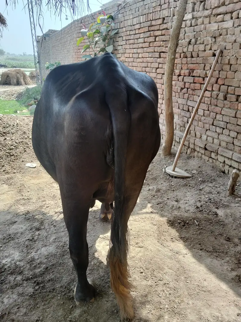 نیلی کی بھینس — photo 2