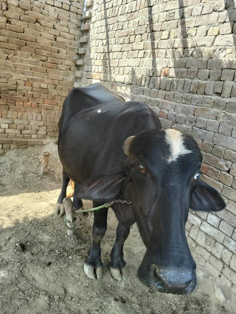 نیلی کی بھینس 2
