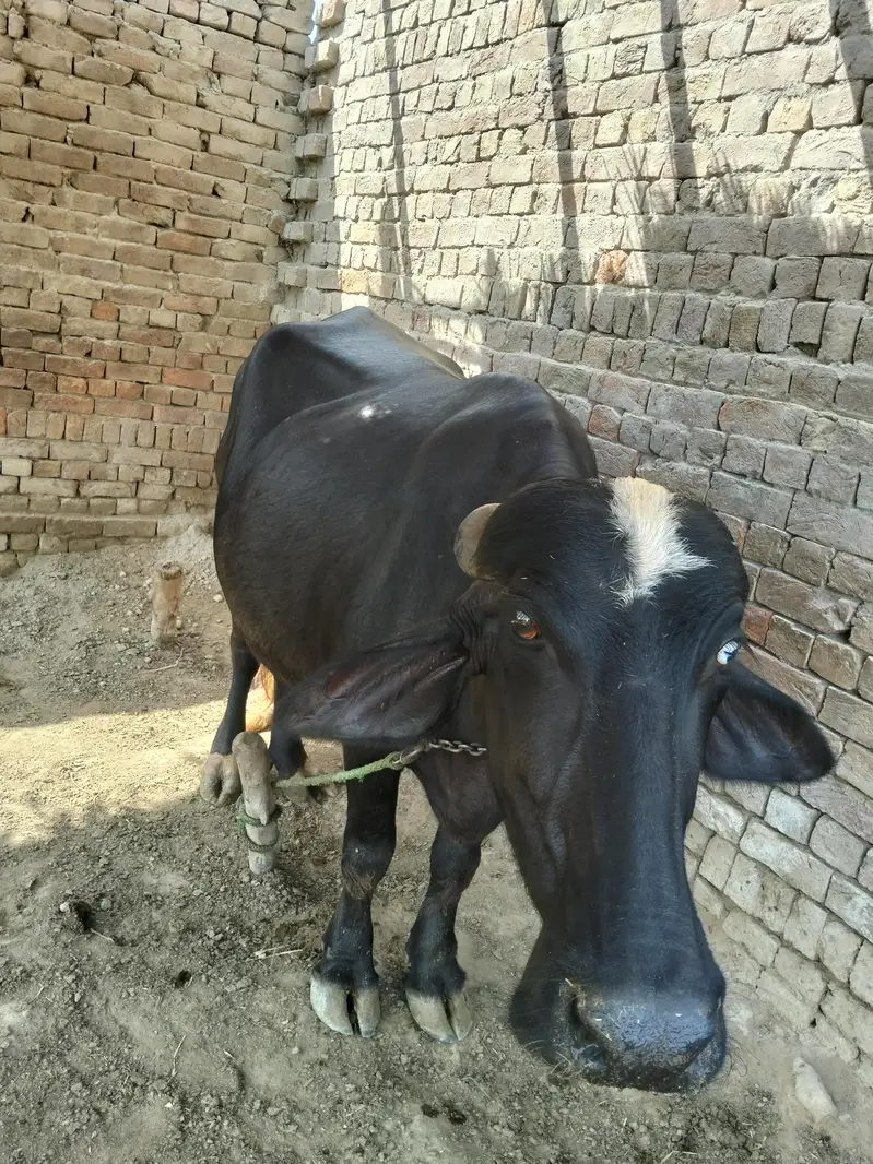 نیلی کی بھینس — photo 3