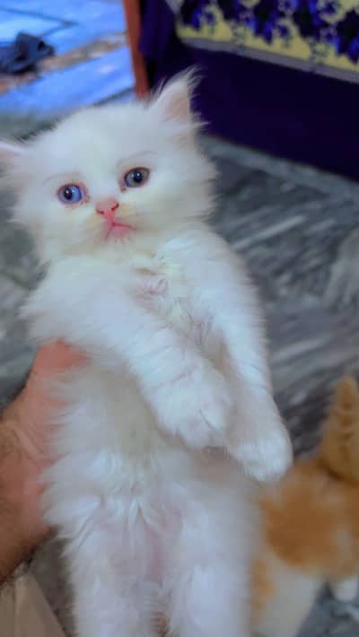 Persian cat baby urgent sale
