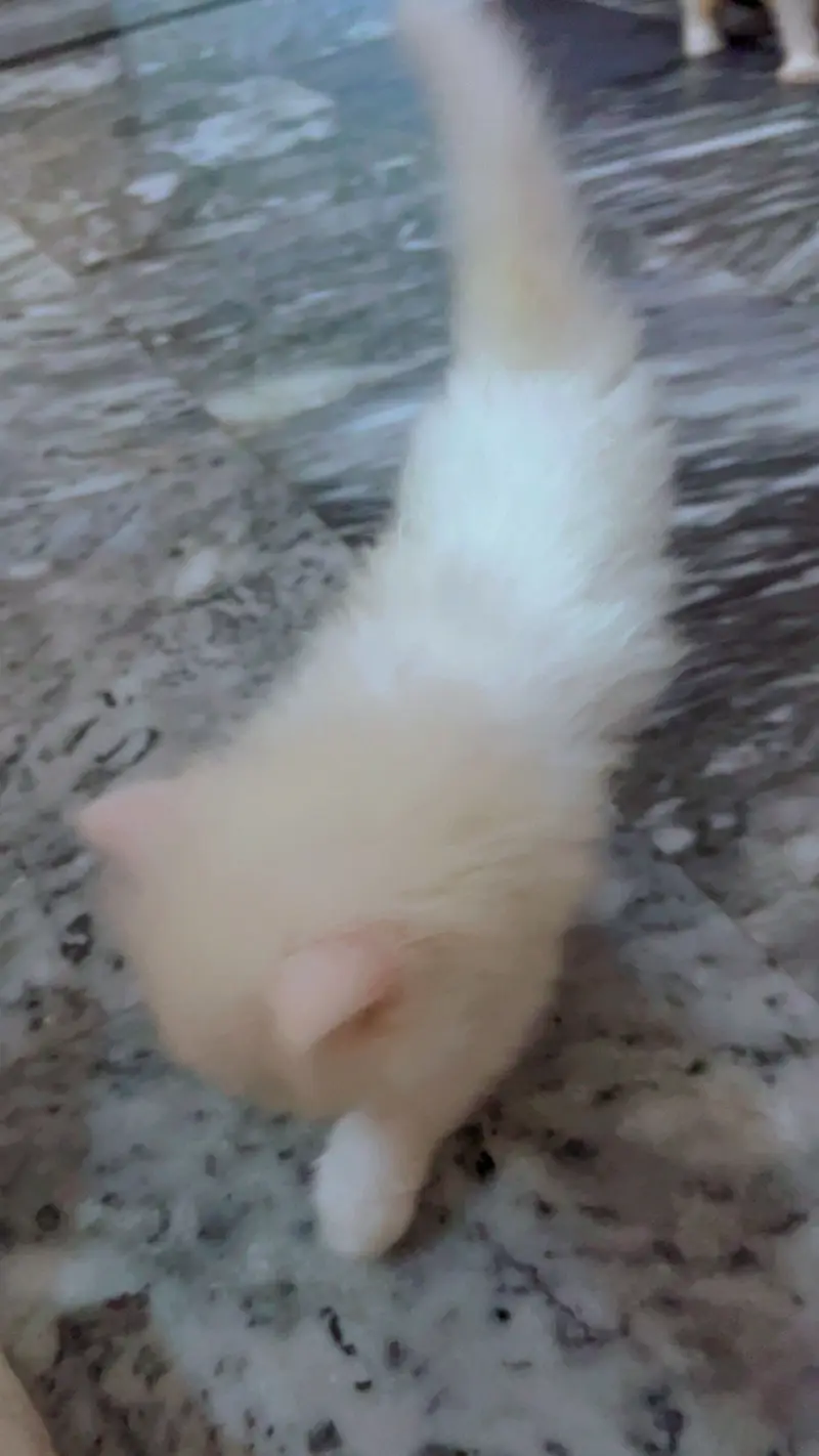 Persian cat baby urgent sale — photo 2