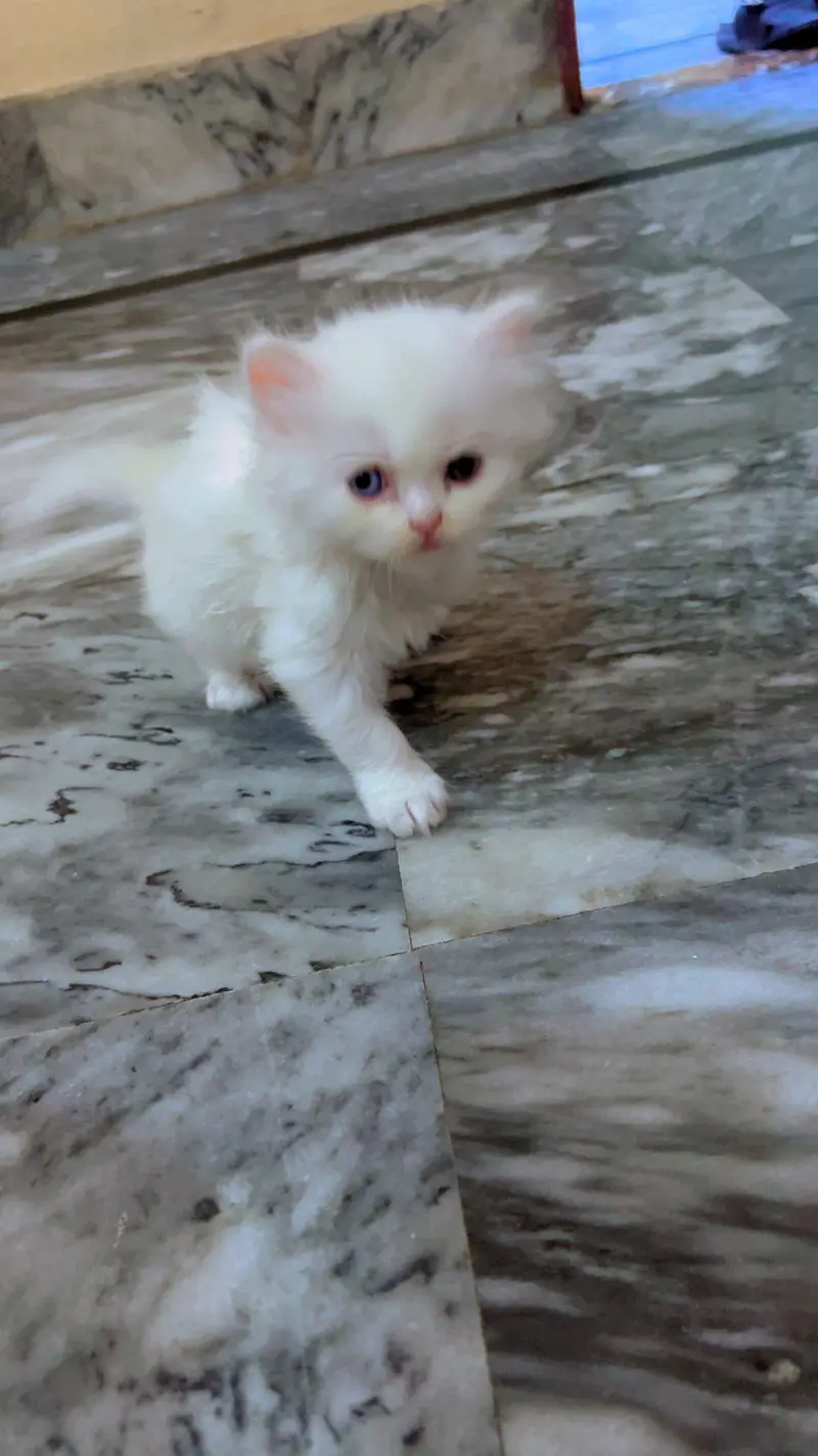Persian cat baby urgent sale — photo 3