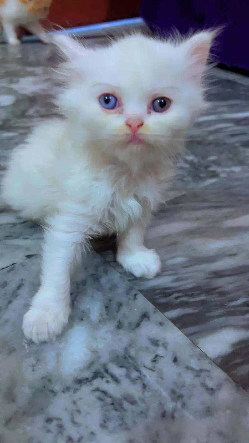 Persian cat baby urgent sale — photo 4