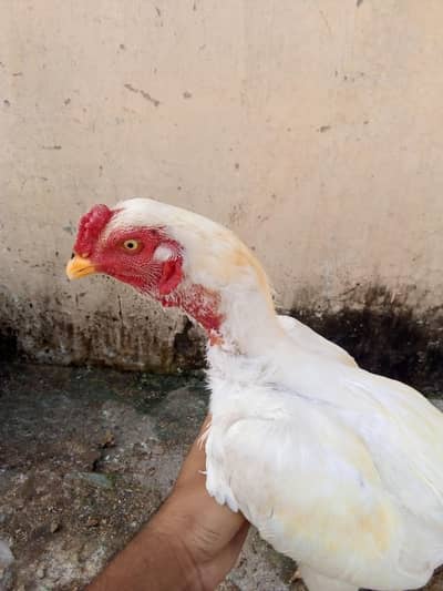 heera
