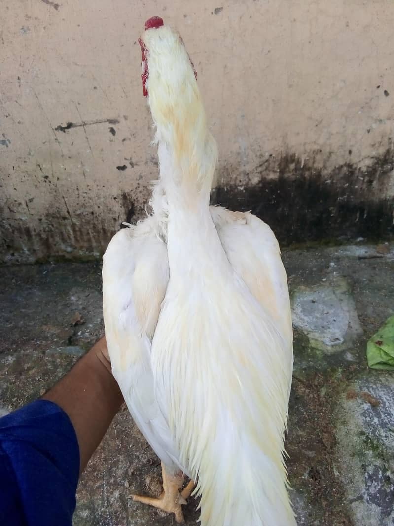 heera 1