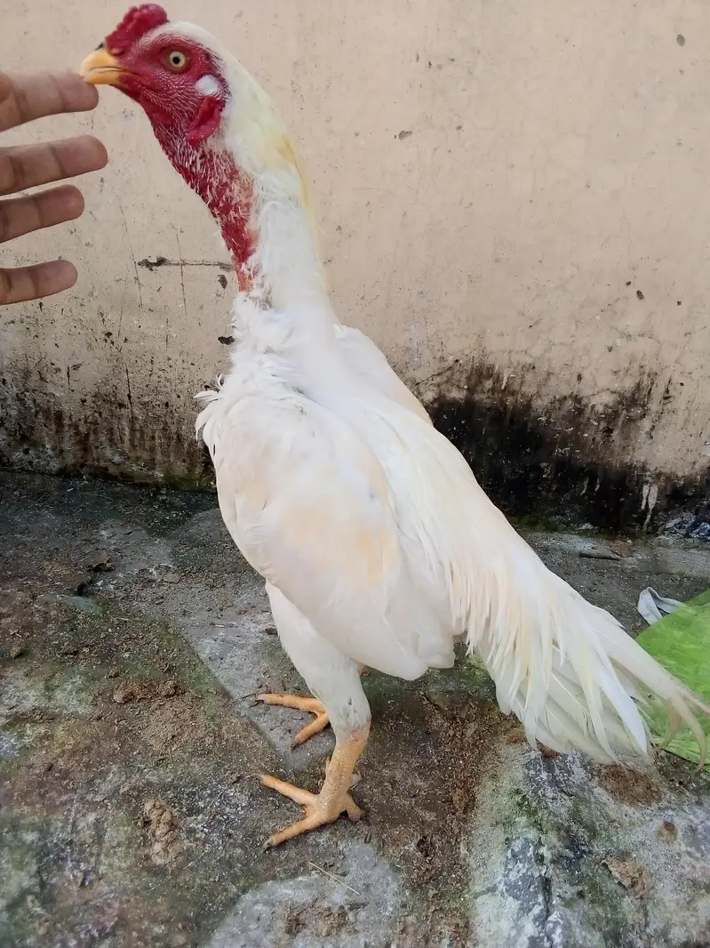heera — photo 3
