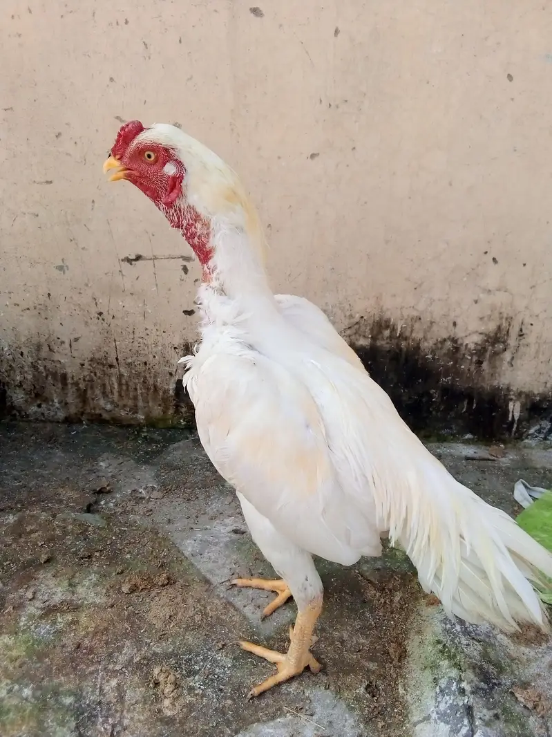 heera — photo 4
