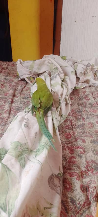 ringneck male hath ma ta ha bite o ha