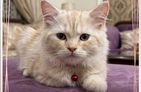 russian cat