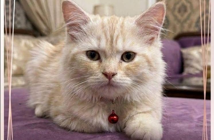 russian cat 0