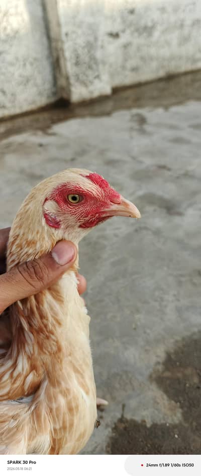 Female hen sel