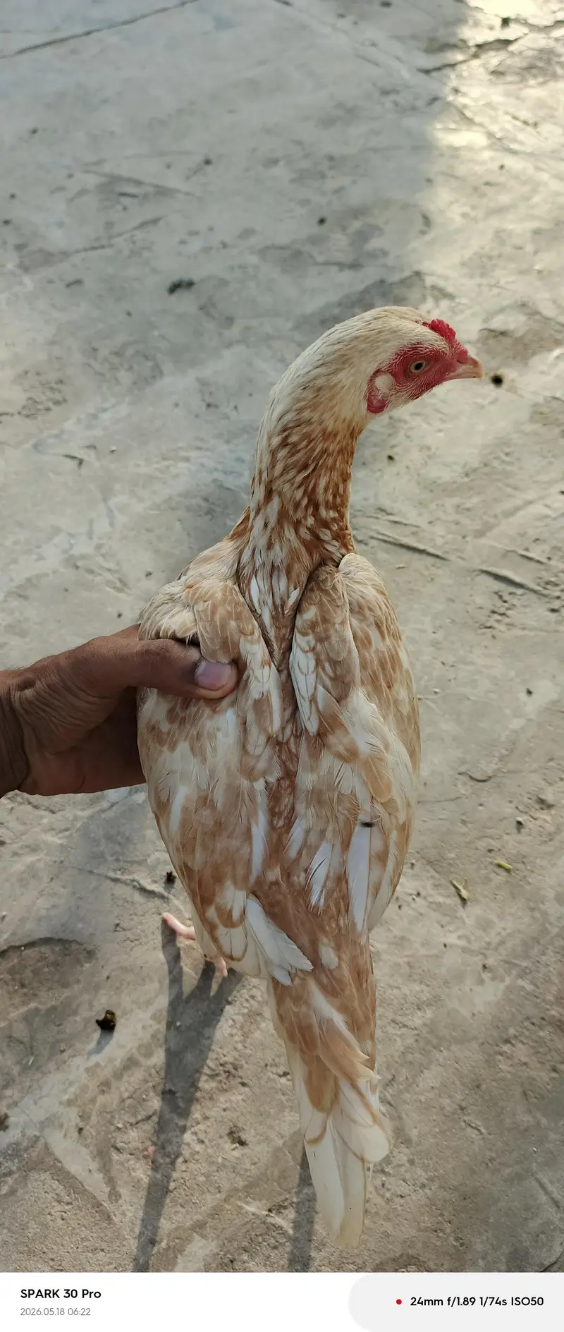 Female hen sel — photo 2