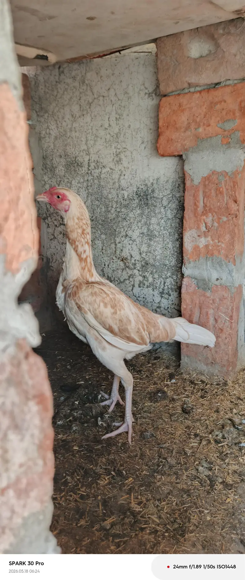 Female hen sel — photo 3