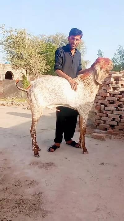 Makkah Chini Bakra For Sale _ 03259597057