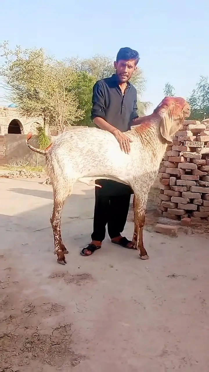 Makkah Chini Bakra For Sale _ 03259597057