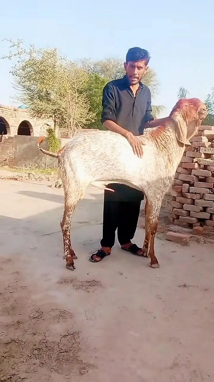 Makkah Chini Bakra For Sale _ 03259597057 — photo 2