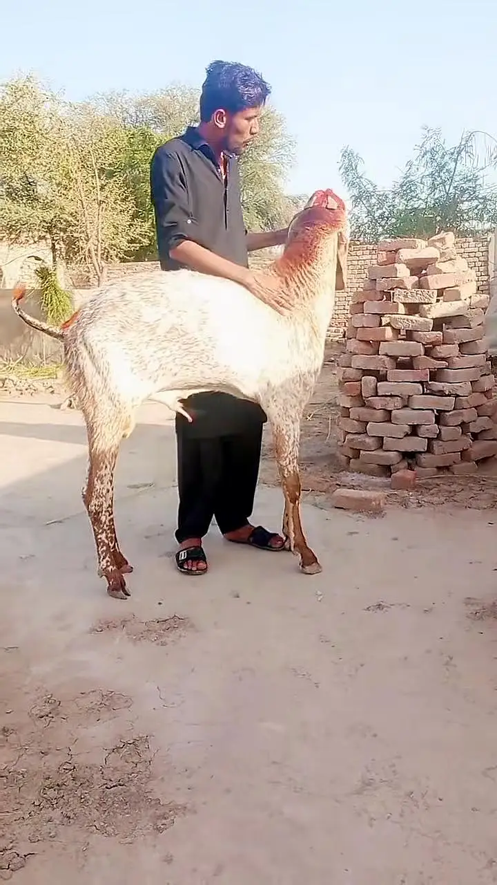 Makkah Chini Bakra For Sale _ 03259597057 — photo 3