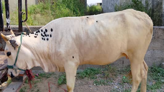 cow for sale bhoth achi cow Ghar ki Pali hoyi ha 7 mont ki pregnant ha