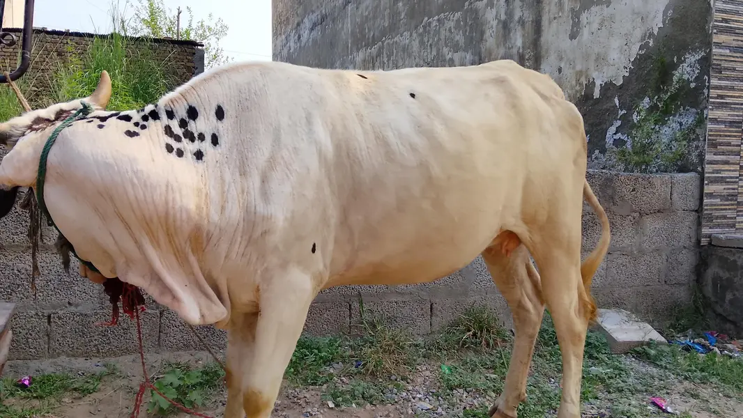 cow for sale bhoth achi cow Ghar ki Pali hoyi ha 7 mont ki pregnant ha — photo 2