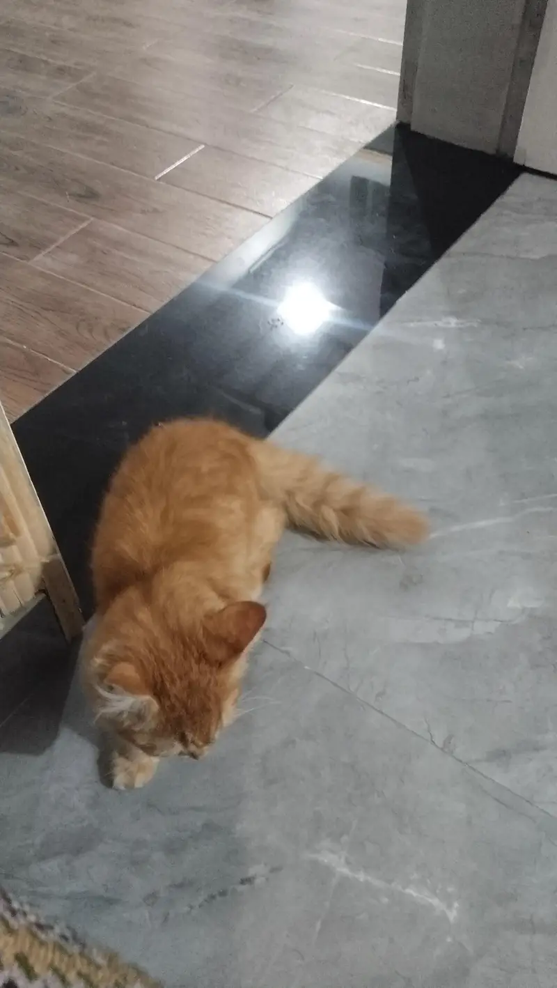light brown male and Grey female — photo 6