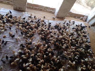 golden misri sale sale sale per pice