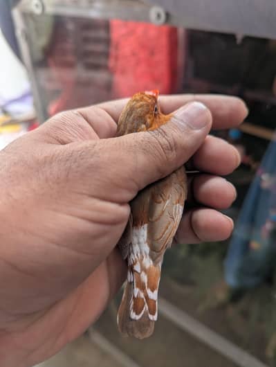 full orange finches jumbo size