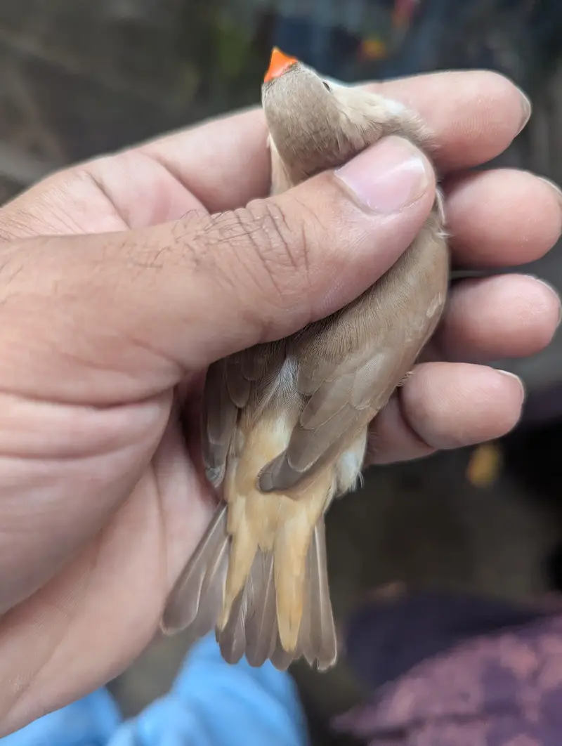 full orange finches jumbo size — photo 2