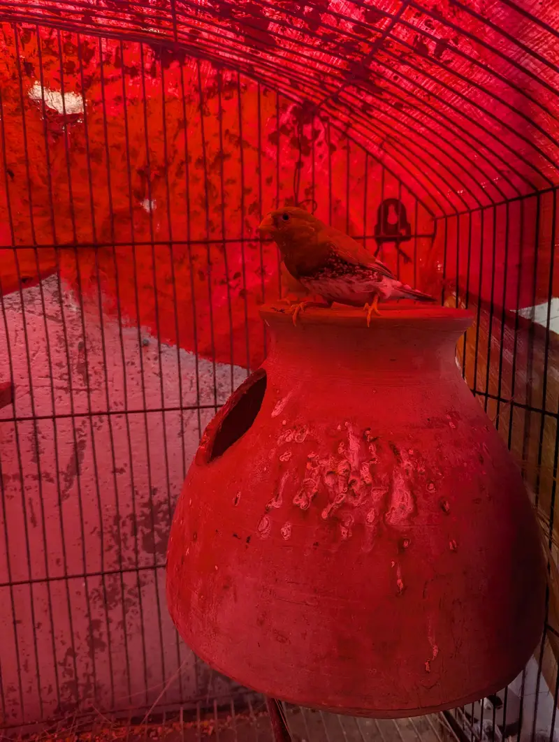 full orange finches jumbo size — photo 3
