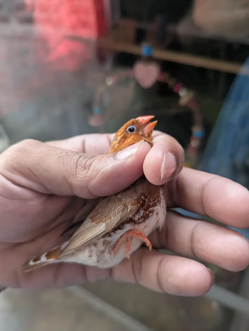 full orange finches jumbo size — photo 6