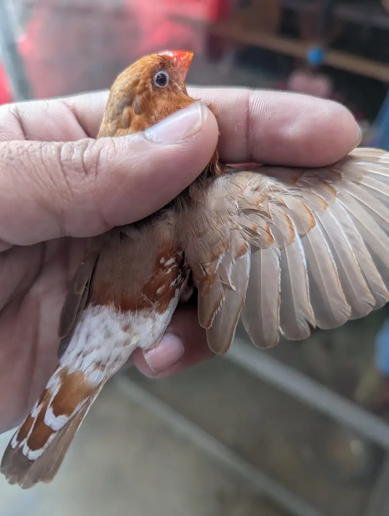 full orange finches jumbo size — photo 7