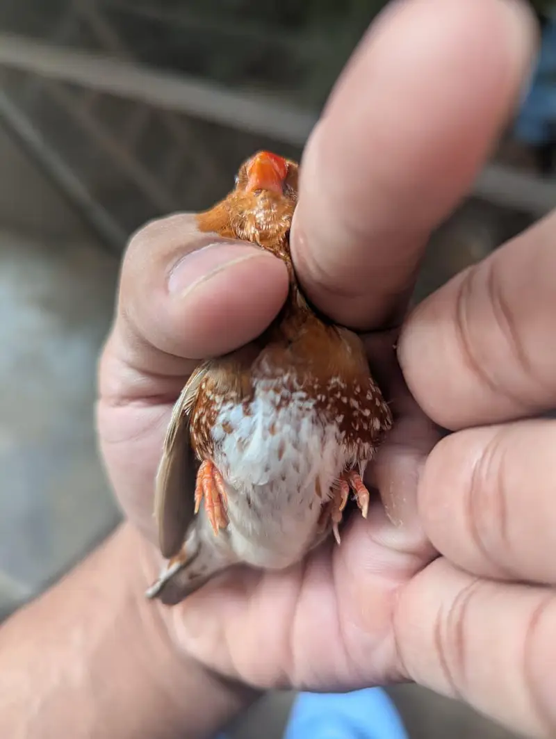 full orange finches jumbo size — photo 8