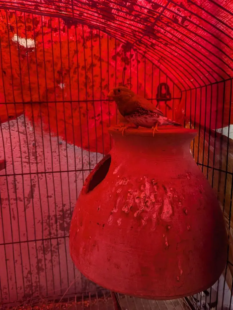 full orange finches jumbo size — photo 9
