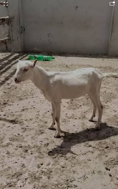 Beautiful gulabi clr zero size teddy for Sale