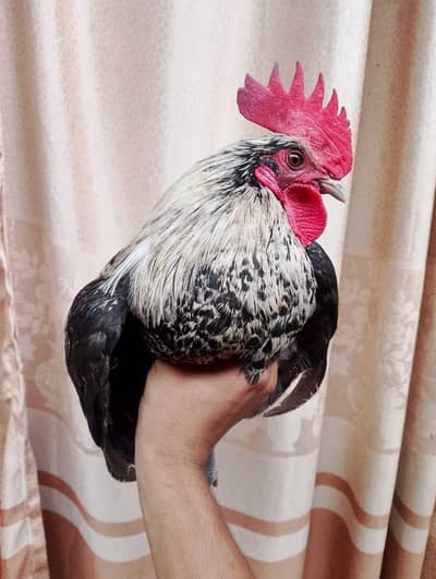 Misri murgi / anday wali murgi / dasi murgi / murgi / hen / Murga