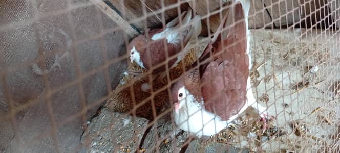 Sherazi pigeon pair