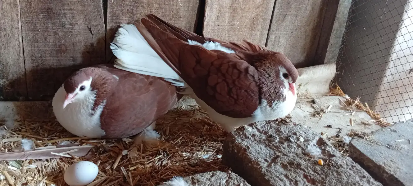 Sherazi pigeon pair — photo 2