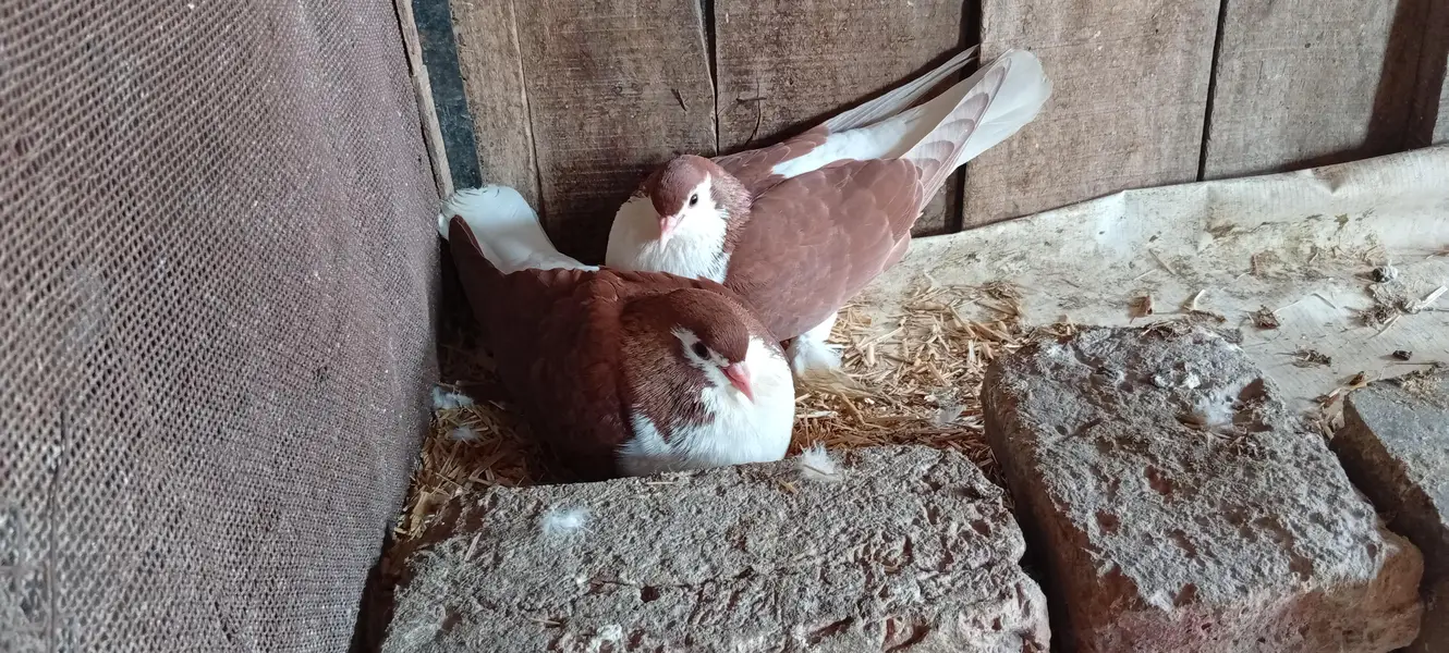 Sherazi pigeon pair — photo 3