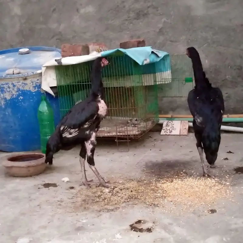 hen for sale — photo 4