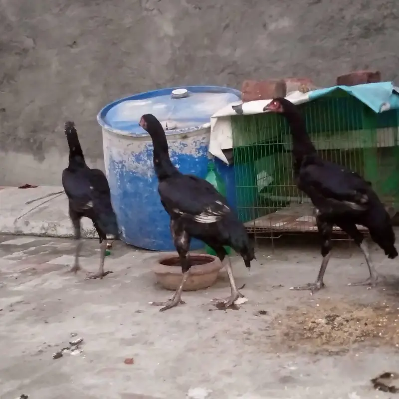 hen for sale — photo 6