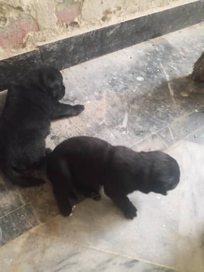 Black Labrador puppies