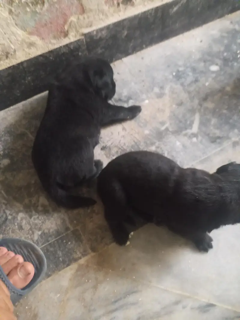 Black Labrador puppies — photo 2